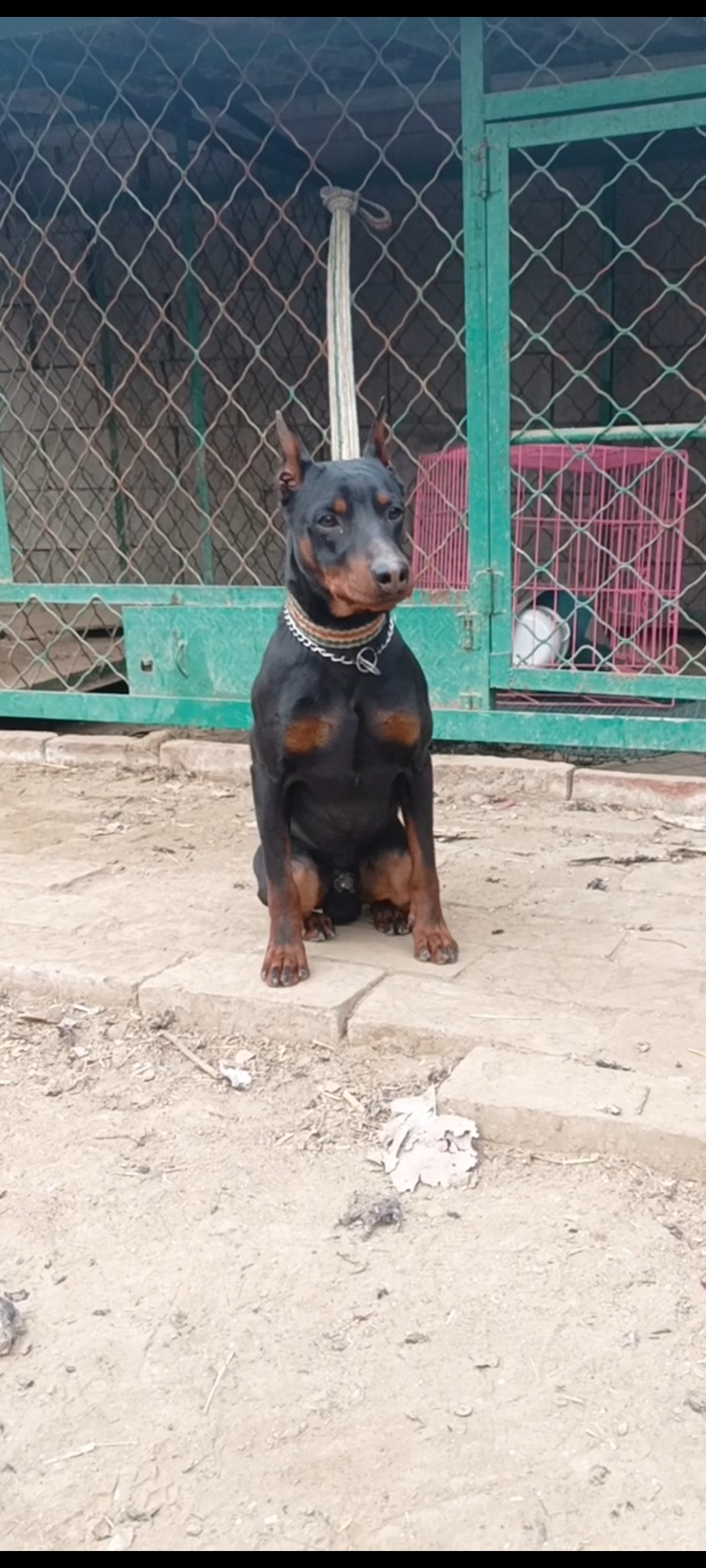 宾沙犬会科目